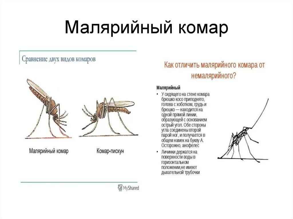 На фото описано про малярийный комар